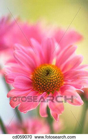 Daisy View Large Photo Image Stock Image - Daisy. Fotosearch