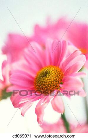 Daisy View Large Photo Image Stock Image - Daisy. Fotosearch