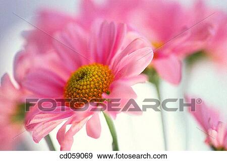 Daisy View Large Photo Image Stock Photo - Daisy. Fotosearch