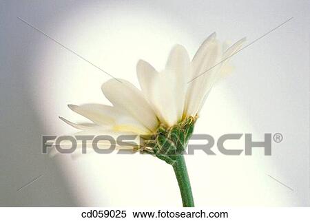 Daisy View Large Photo Image Stock Photography - Daisy. Fotosearch