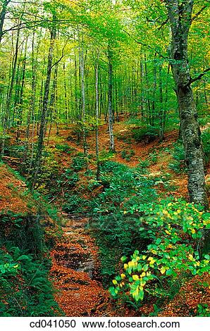day, deserted, forest, green, Landscape View Large Photo Image Stock Image - day, deserted, forest, green, Landscape. Fotosearch