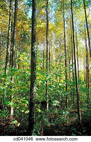 day, deserted, forest, green, nature View Large Photo Image Stock Photograph - day, deserted, forest, green, nature. Fotosearch