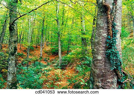 day, deserted, forest, green View Large Photo Image Stock Image - day, deserted, forest, green. Fotosearch