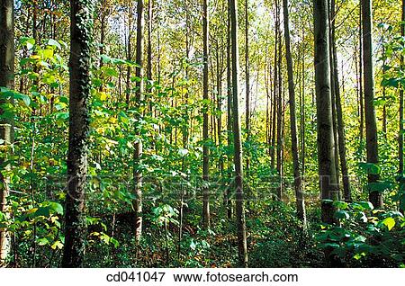 day, deserted, forest, green View Large Photo Image Stock Photo - day, deserted, forest, green. Fotosearch