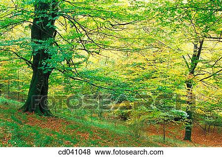 day, deserted, forest, green View Large Photo Image Stock Photo - day, deserted, forest, green. Fotosearch
