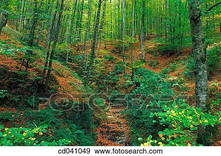 day, deserted, forest, green View Large Photo Image Stock Photo - day, deserted, forest, green. Fotosearch