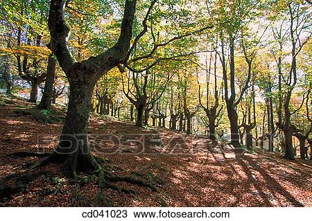 day, deserted, forest, Landscape View Large Photo Image Stock Image - day, deserted, forest, Landscape. Fotosearch
