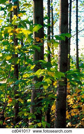 day, detail, foliage, forest, green View Large Photo Image Stock Photo - day, detail, foliage, forest, green. Fotosearch