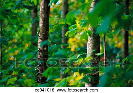 day, detail, foliage, forest, green View Large Photo Image Stock Photo - day, detail, foliage, forest, green. Fotosearch