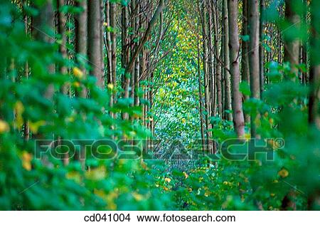 day, foliage, forest, green View Large Photo Image Picture - day, foliage, forest, green. Fotosearch