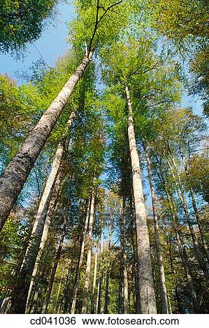 day, forest, green, height, lumber View Large Photo Image Stock Photograph - day, forest, green, height, lumber. Fotosearch