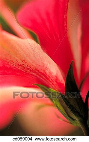 Flower View Large Photo Image Picture - Flower. Fotosearch