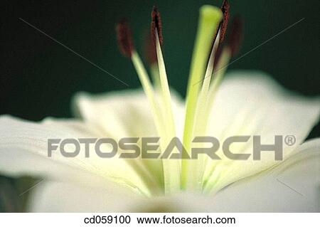 Flower View Large Photo Image Stock Image - Flower. Fotosearch
