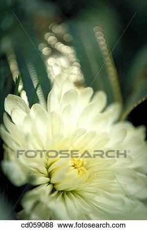 Flower View Large Photo Image Stock Photo - Flower. Fotosearch
