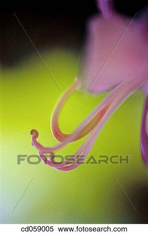 Flower View Large Photo Image Stock Photography - Flower. Fotosearch