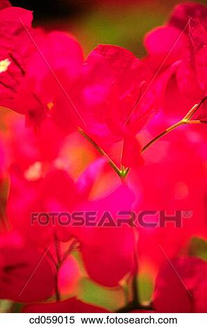 Stock Photography - Flowers. Fotosearch
