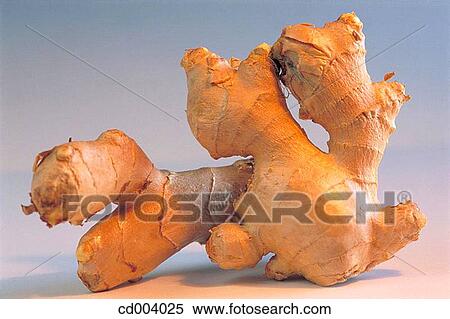 Ginger View Large Photo Image Stock Photography - Ginger. Fotosearch