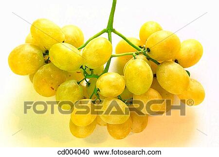 Grapes View Large Photo Image Stock Image - Grapes. Fotosearch