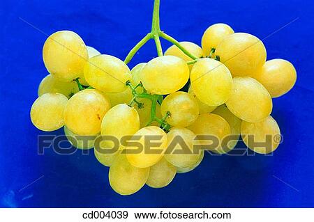 Stock Photo - Grapes. Fotosearch