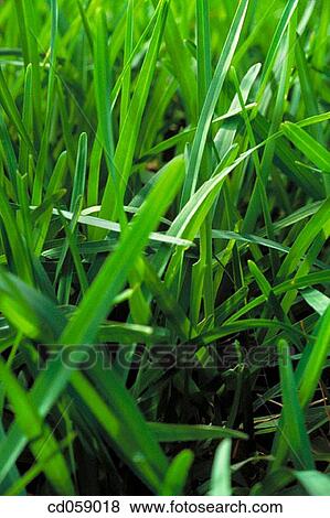 Grass View Large Photo Image Stock Photo - Grass. Fotosearch