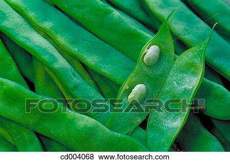 Green beans View Large Photo Image Stock Photo - Green beans. Fotosearch