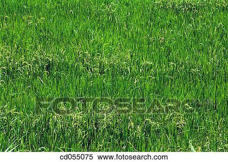 Green paddy field View Large Photo Image Stock Photography - Green paddy field. Fotosearch