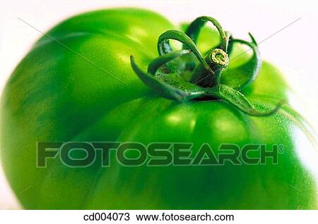 Green tomato View Large Photo Image Stock Image - Green tomato. Fotosearch