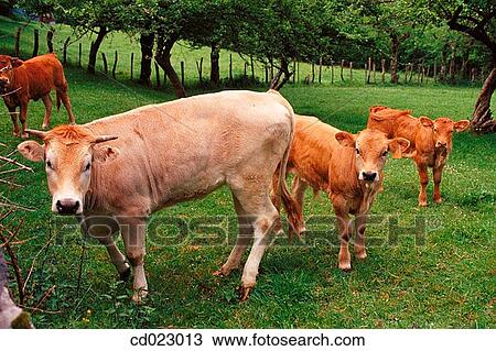 Stock Image - Guip·zcoa. Spain. Fotosearch