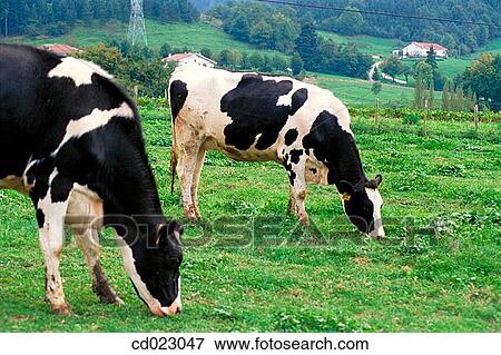 Stock Photo - Guip·zcoa. Spain. Fotosearch