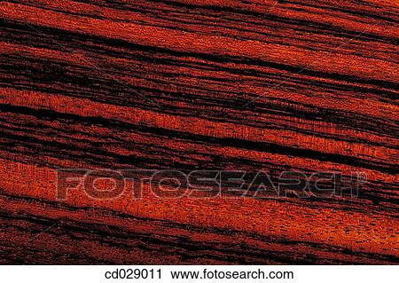 Indian Rosewood View Large Photo Image Stock Image - Indian Rosewood. Fotosearch