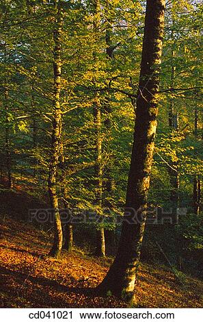 Irati forest. Navarre. Spain View Large Photo Image Stock Image - Irati forest. Navarre. Spain. Fotosearch