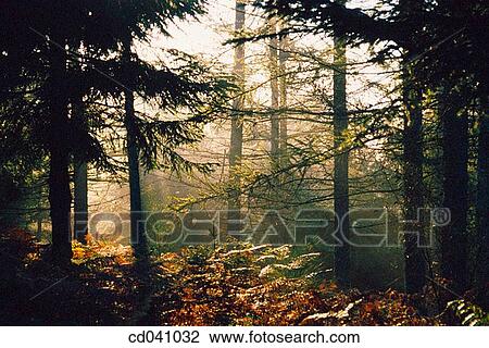 Irati forest. Navarre. Spain View Large Photo Image Stock Image - Irati forest. Navarre. Spain. Fotosearch