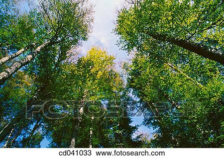 Irati forest. Navarre. Spain View Large Photo Image Stock Image - Irati forest. Navarre. Spain. Fotosearch