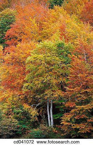 Irati Forest. Navarre. Spain View Large Photo Image Stock Image - Irati Forest. Navarre. Spain. Fotosearch