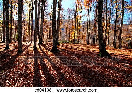 Irati forest. Navarre. Spain View Large Photo Image Stock Image - Irati forest. Navarre. Spain. Fotosearch