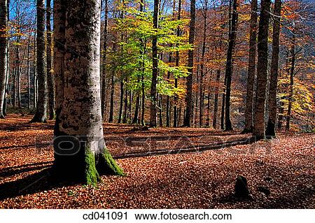 Irati forest. Navarre. Spain View Large Photo Image Stock Image - Irati forest. Navarre. Spain. Fotosearch
