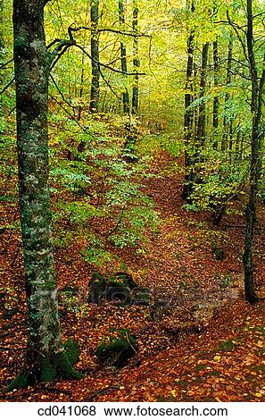 Irati forest. Navarre. Spain View Large Photo Image Stock Photo - Irati forest. Navarre. Spain. Fotosearch