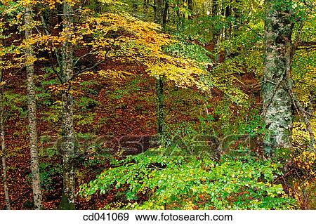 Stock Photo - Irati forest. Navarre. Spain. Fotosearch