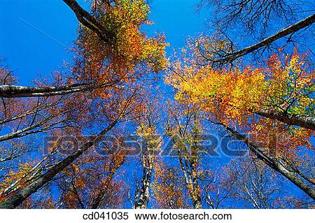 Irati forest. Navarre. Spain View Large Photo Image Stock Photography - Irati forest. Navarre. Spain. Fotosearch