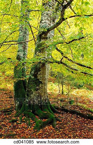 Irati forest. Navarre. Spain View Large Photo Image Stock Photography - Irati forest. Navarre. Spain. Fotosearch