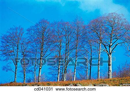 Iraty forest. France View Large Photo Image Stock Image - Iraty forest. France. Fotosearch