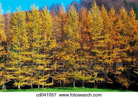 Stock Photo - Iraty forest. France. Fotosearch
