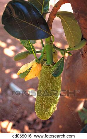 Stock Photograph - Jackfruit (Artocarpus heteropyllus). Fotosearch