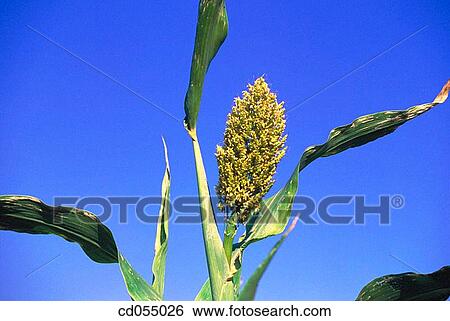 Stock Photograph - Jawar (sorghum). Bhimashankar. Maharashtra. India. Fotosearch