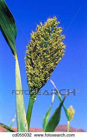 Jawar (sorghum). Ghodegaon. Pune. Maharashtra View Large Photo Image Stock Image - Jawar (sorghum). Ghodegaon. Pune. Maharashtra. Fotosearch