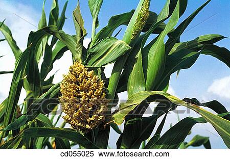 Jawar View Large Photo Image Stock Photography - Jawar. Fotosearch