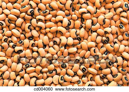 Kidney beans View Large Photo Image Stock Image - Kidney beans. Fotosearch