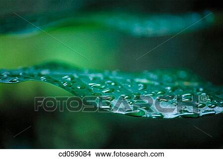 Leaf View Large Photo Image Picture - Leaf. Fotosearch