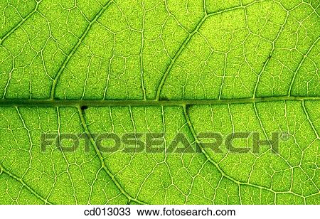 Stock Image - Leaf. Fotosearch