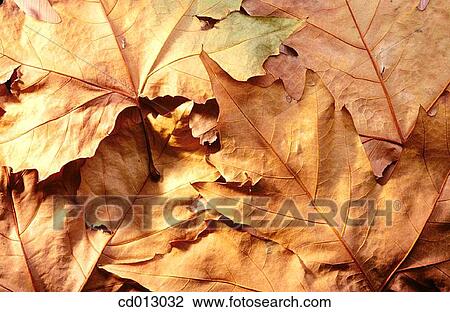 Leaves View Large Photo Image Stock Image - Leaves. Fotosearch